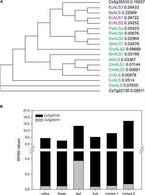 Generation of Transfer-DNA-Free Base-Edited Citrus Plants